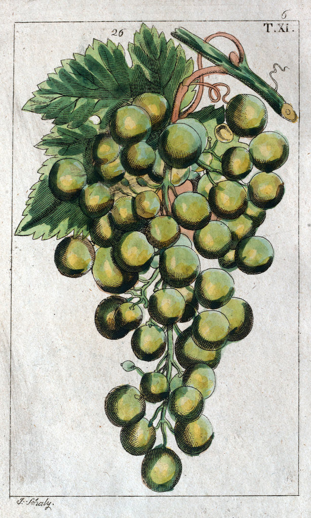 Detail of Wine Grapes by Anonymous