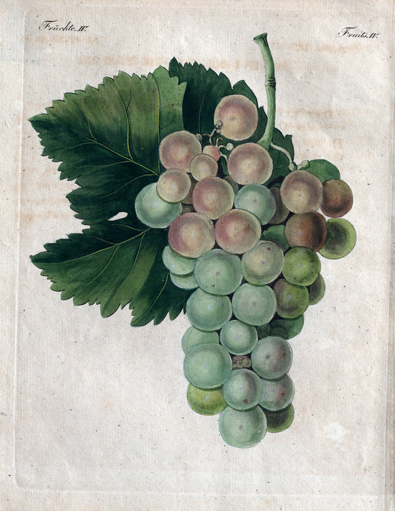 Detail of Wine Grapes by Anonymous