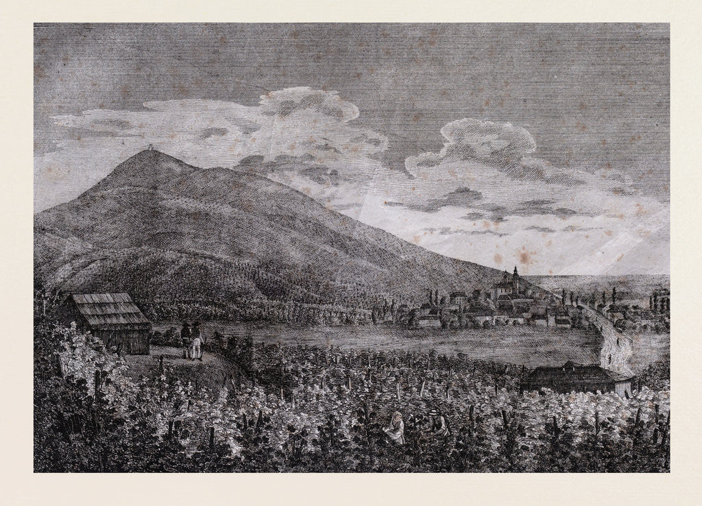 Detail of Tarczal Vineyards by Anonymous