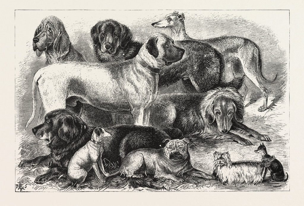 Detail of Prize Winners at the Alexandra Palace Dog Show, 1876, London by Anonymous