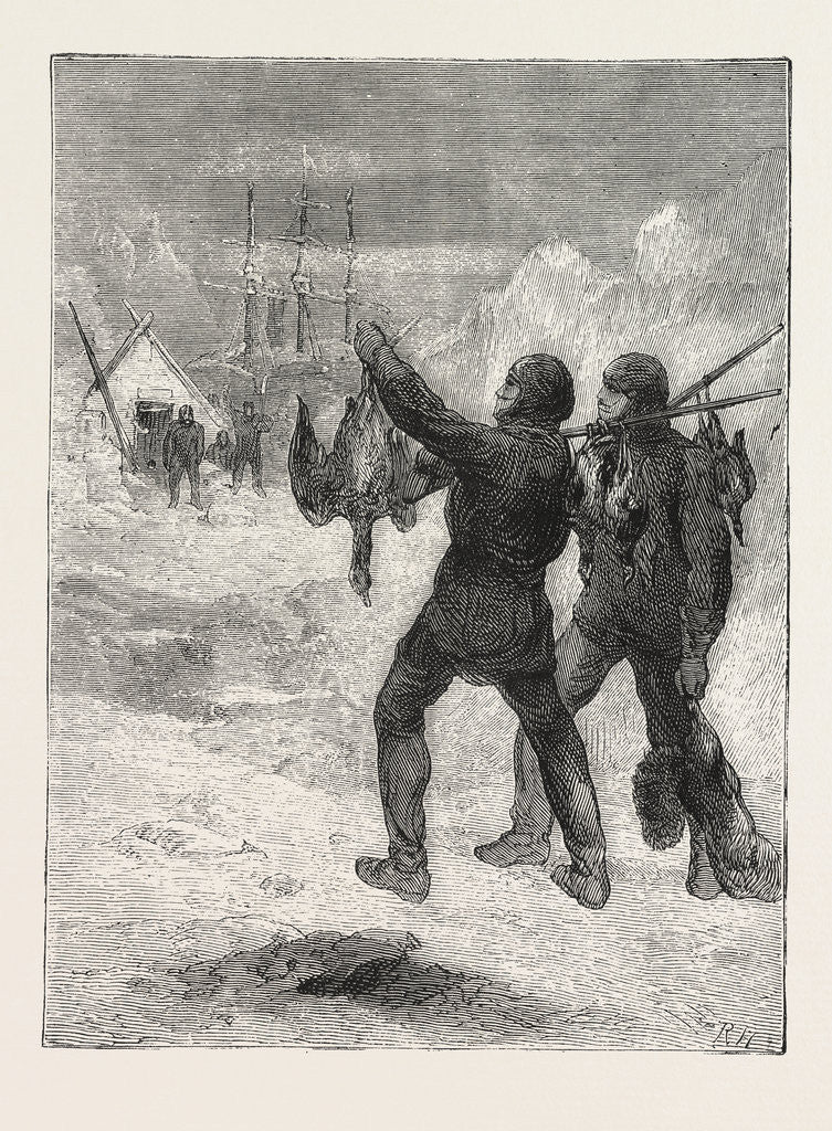 Christmas with the Arctic Expedition, 1876, Fresh Meat for Dinner by Anonymous