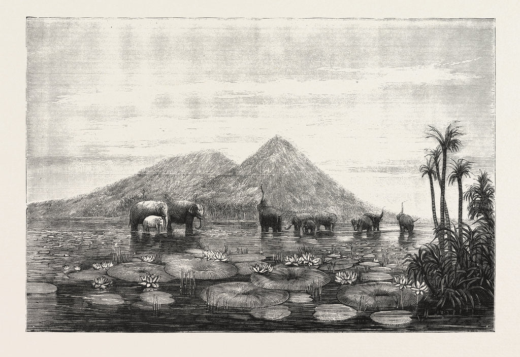 Detail of The Great Tank of Minery in the Island of Ceylon by Anonymous