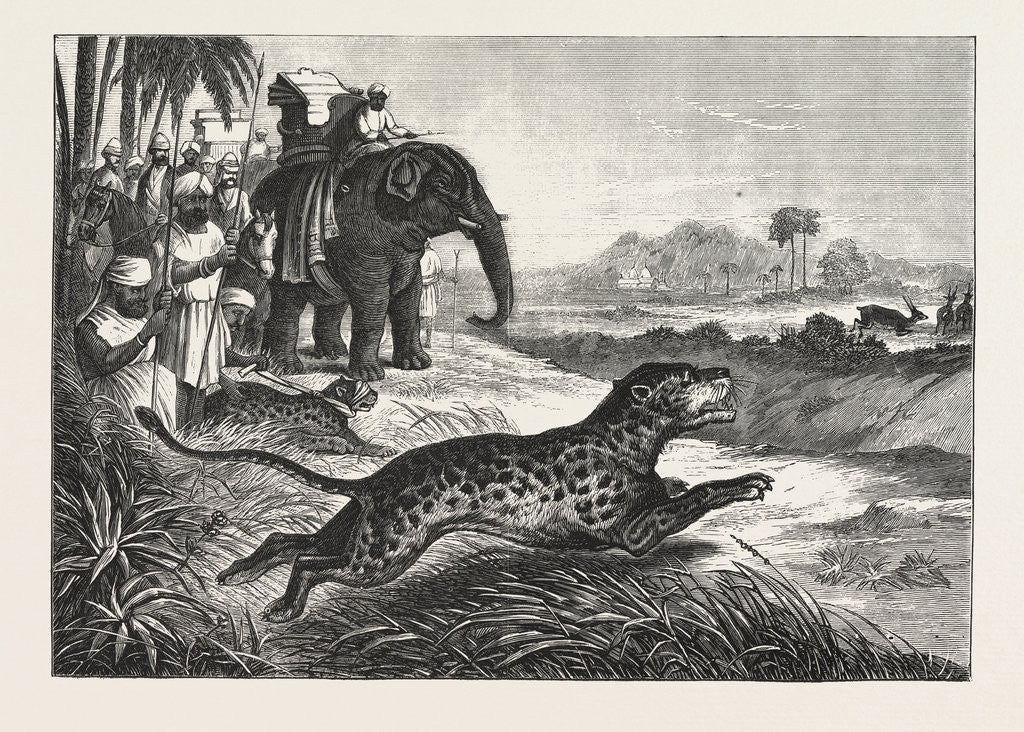 Detail of Sport in India, Hunting Antelopes with the Cheetah. Antelope, Animal, Big Cat, Wild Cat by Anonymous