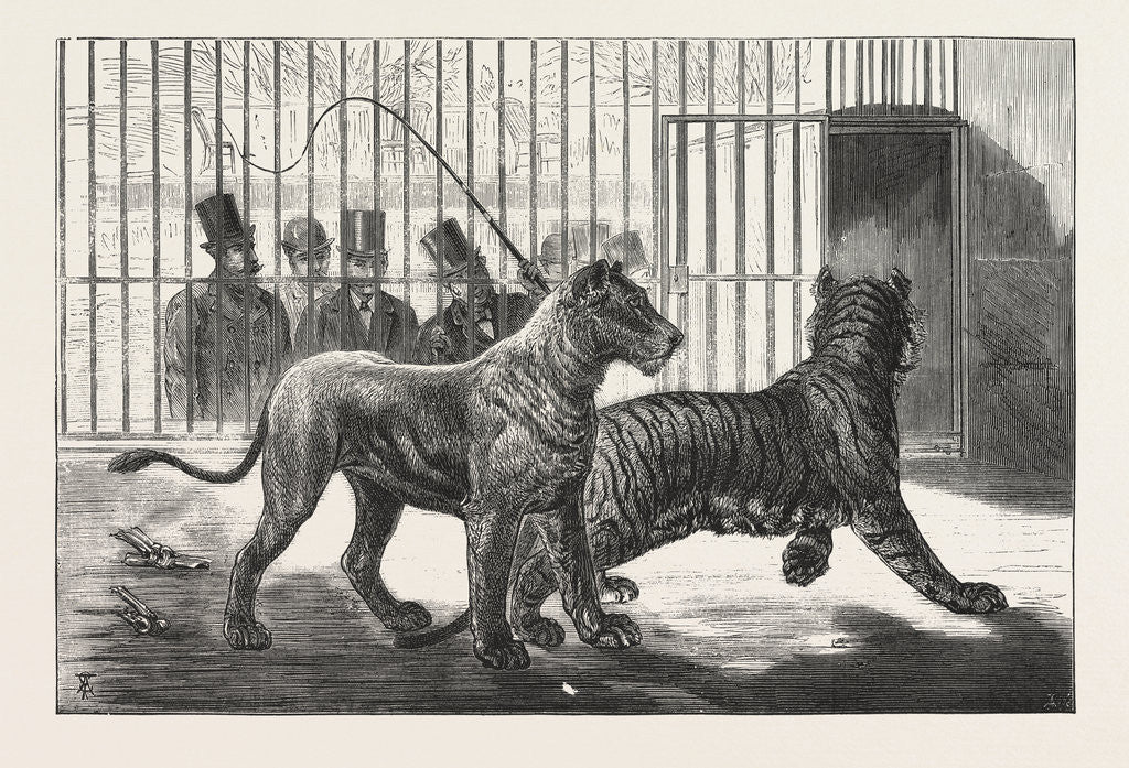 Detail of Moving the Carnivora, Lions, to the New Houses at the Zoological Gardens, London by Anonymous
