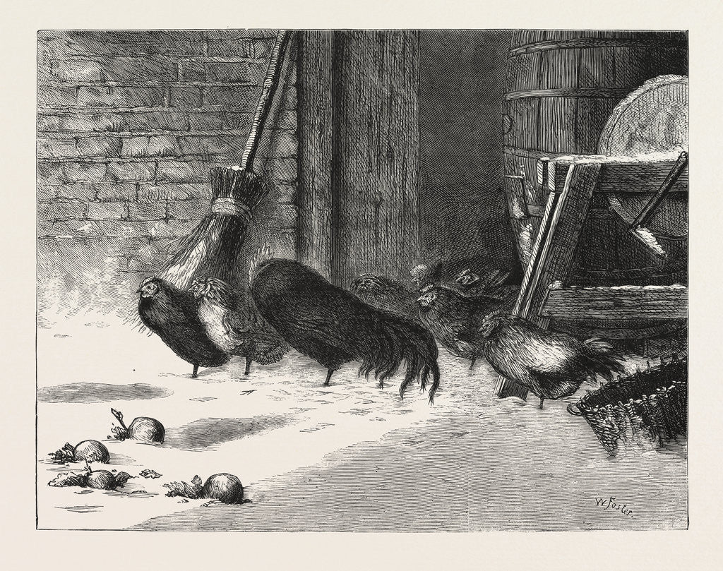 Detail of Waiting for a Break, Chicken, Chickens, Bird, Birds, Fowl, Fowls by Anonymous