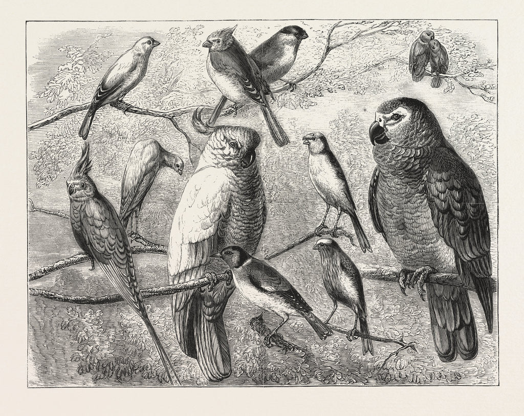 Detail of The Bird Show at the Crystal Palace, London by Anonymous