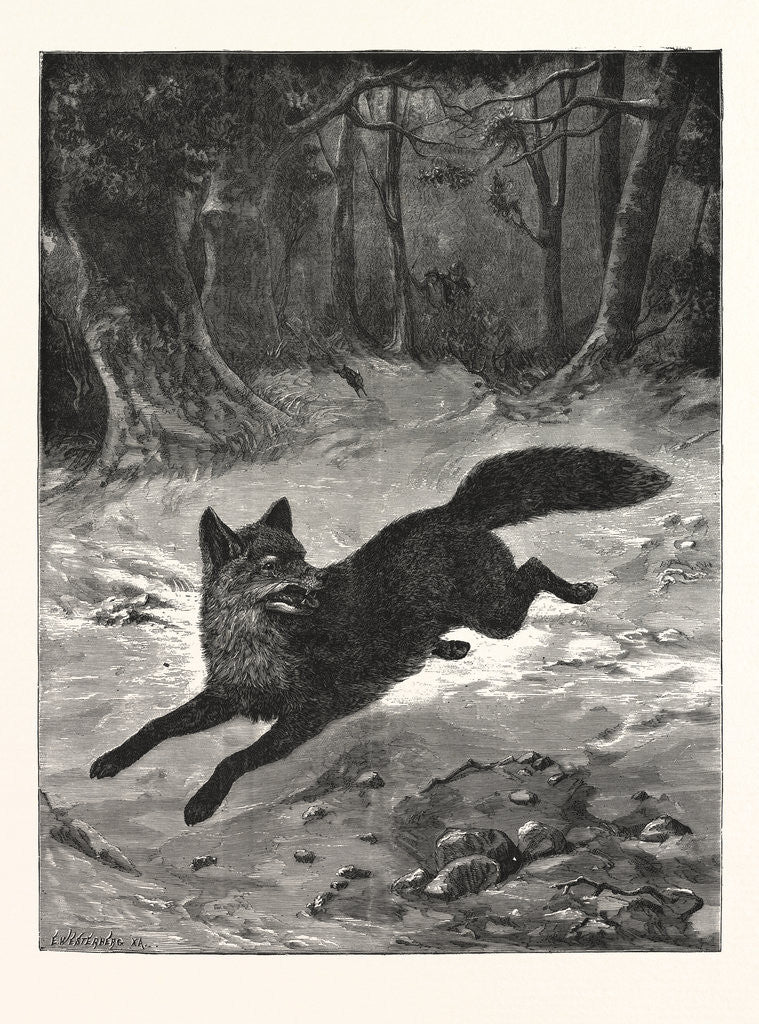 Detail of Fox-Hunting: Breaking Cover by Anonymous