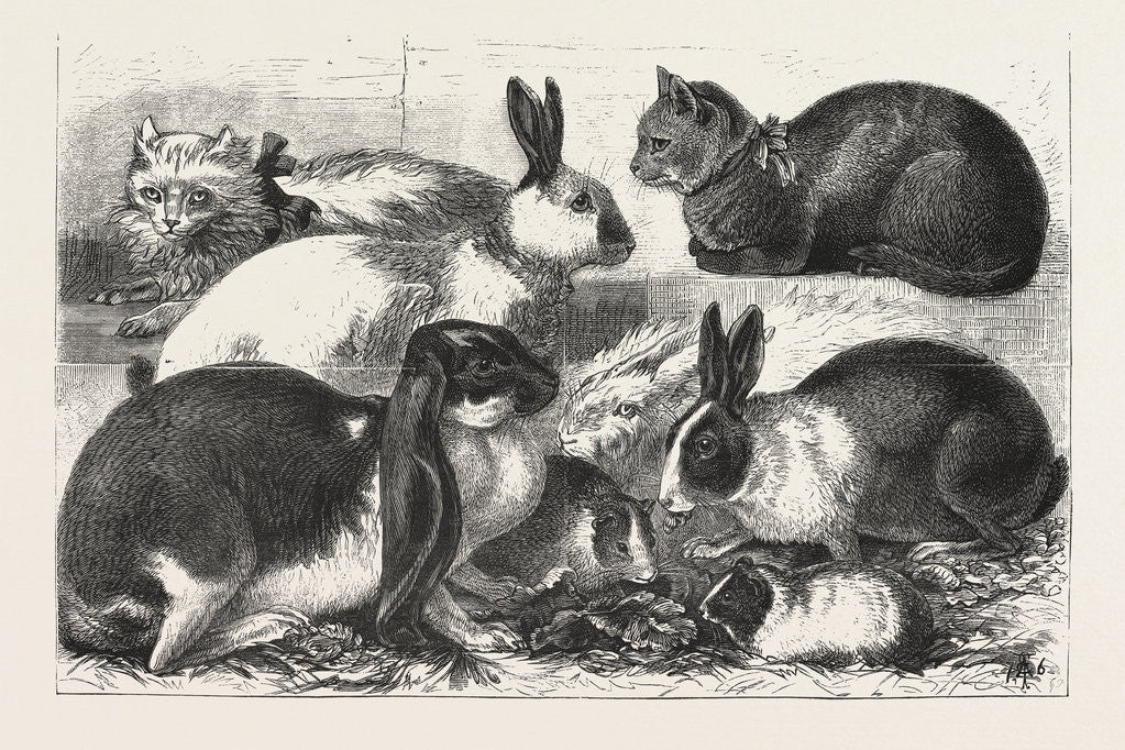 Detail of The Cat, Rabbit, and Guinea-Pig Show at the Alexandra Palace by Anonymous