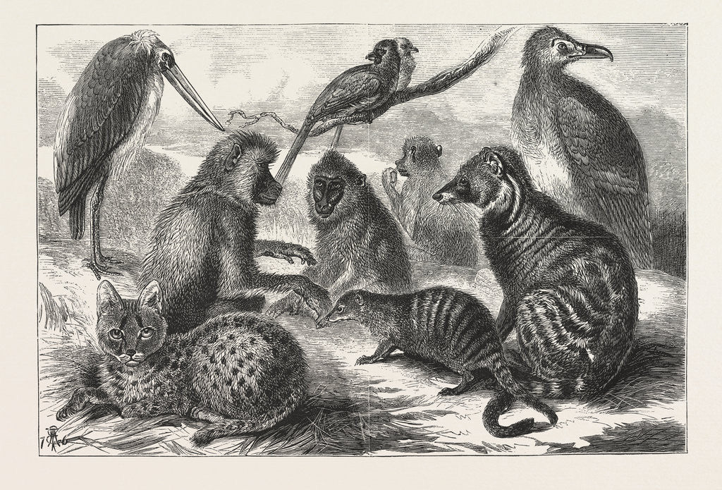 Detail of Lieutenant Cameron's Additions to the Zoo by Anonymous