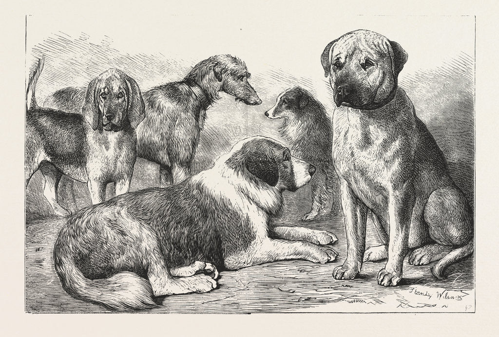 Detail of Winners at the Dog Show of the Kennel Club by Anonymous