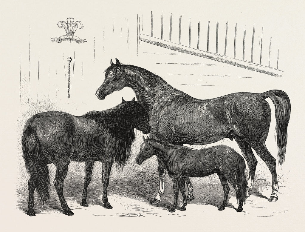 Detail of The Prince of Wales Indian Horses at the Agricultural Hall Horse Show. Cabulee, Nawab, Hussar by Anonymous