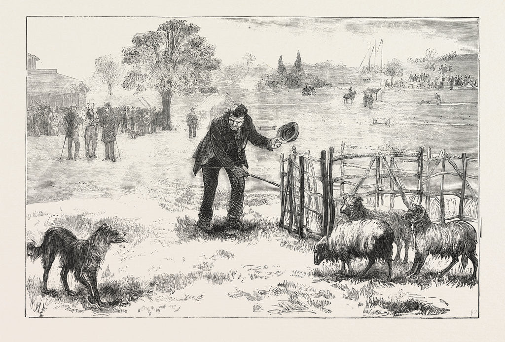 Detail of The Collie Dog Trials at the Alexandra Palace, Penning the Sheep by Anonymous