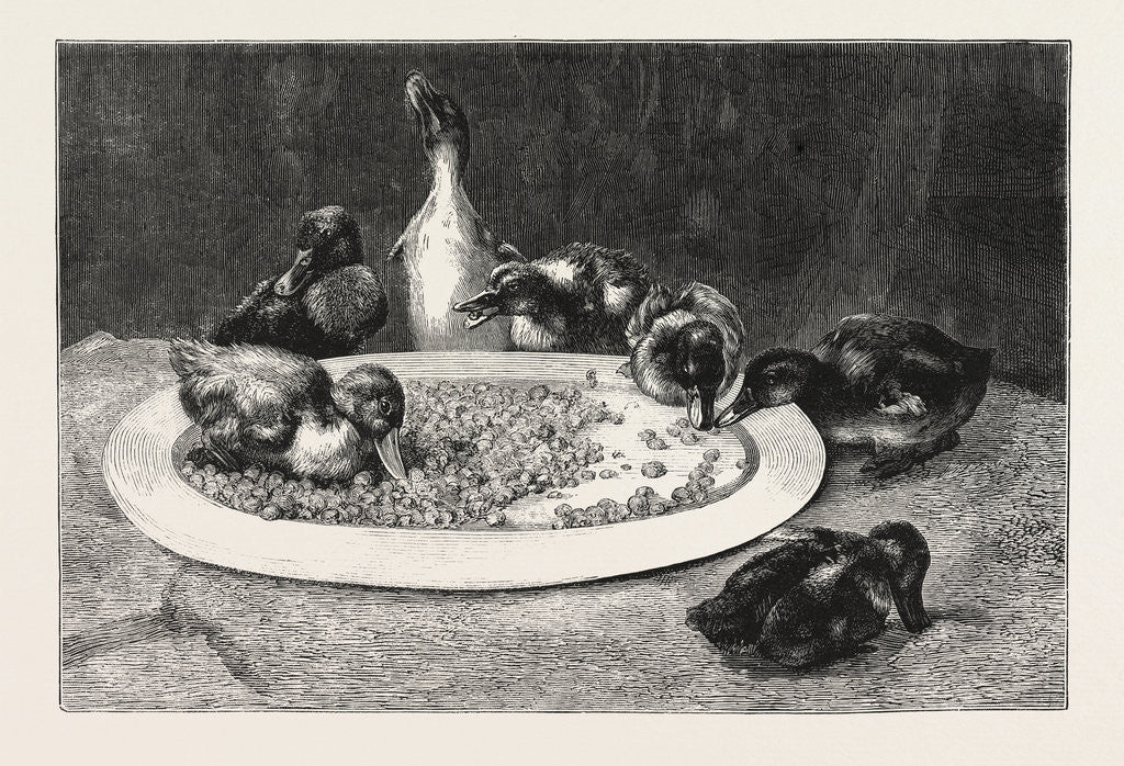 Detail of Ducks and Green Peas Picture by Anonymous