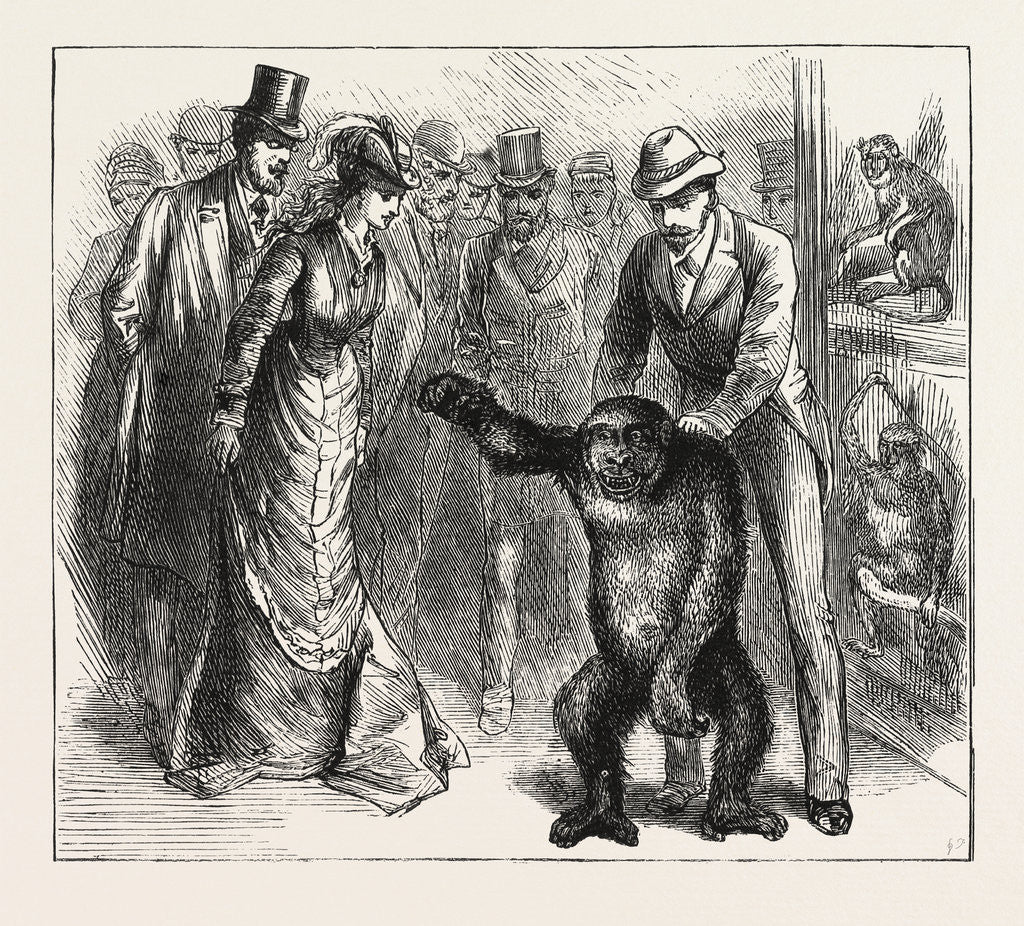 Detail of A Distinguished Visitor at Liverpool, the Young Gorilla Holding a Reception in the Museum by Anonymous