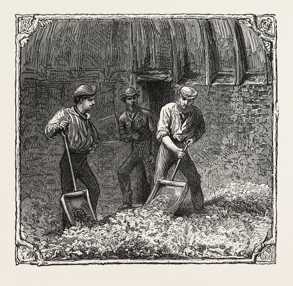 Detail of Hops and Hop Pickers, in a Kentish Hop Garden, Kent, England, Turning Hops in the Kiln by Anonymous