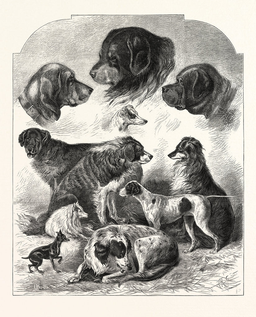 Detail of The Brighton Dog Show by Anonymous