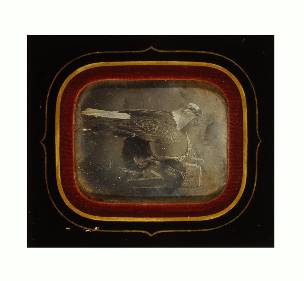 Detail of Stuffed Eagle in Independence Hall, Circa 1845 by Anonymous