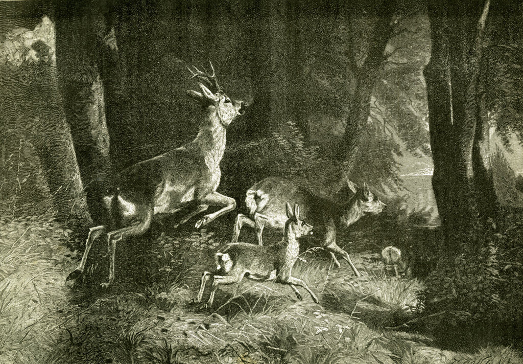 Detail of Deer Austria 1891 by Anonymous