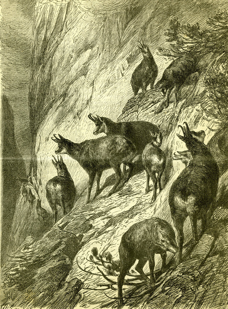 Detail of Chamois Austria 1891 by Anonymous