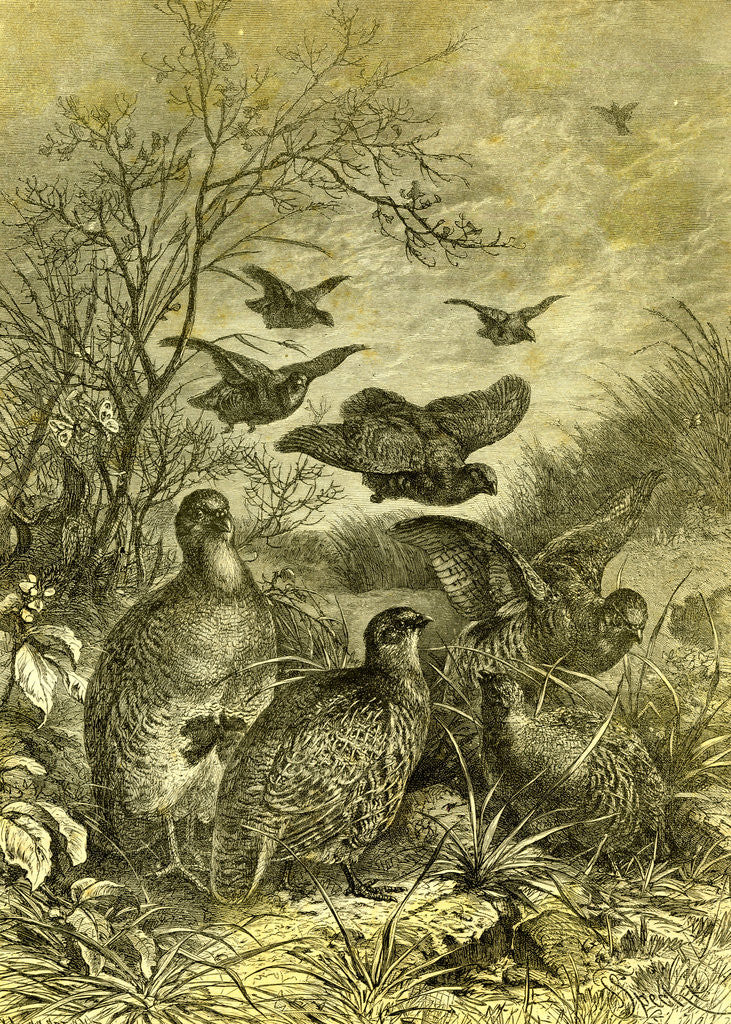 Detail of Partridges Austria 1891 by Anonymous