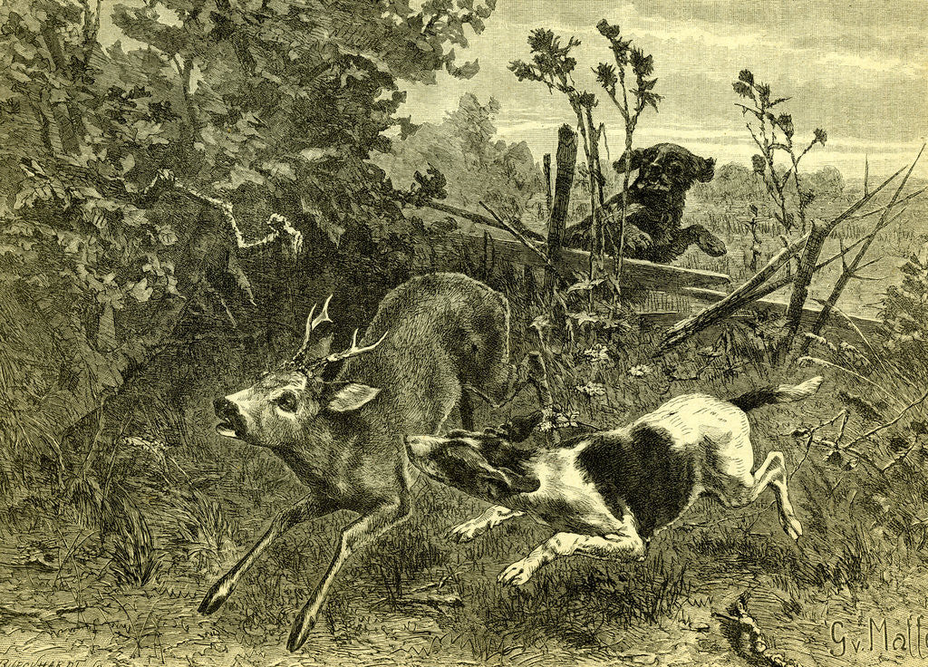 Detail of Deer Dog Hunt Austira 1891 by Anonymous