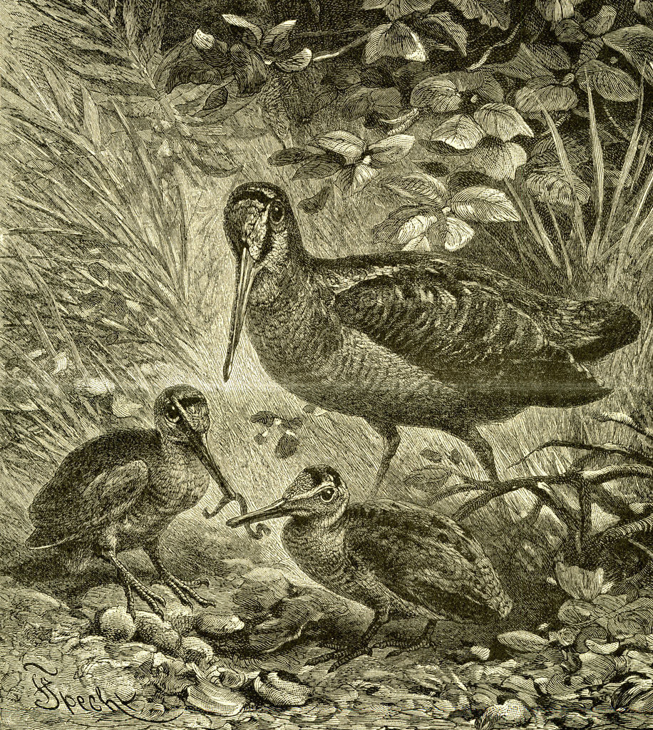 Detail of Woodcock Austria 1891 by Anonymous