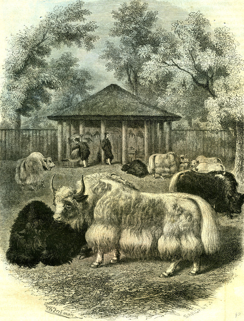 Detail of Paris Yaks 1854 by Anonymous