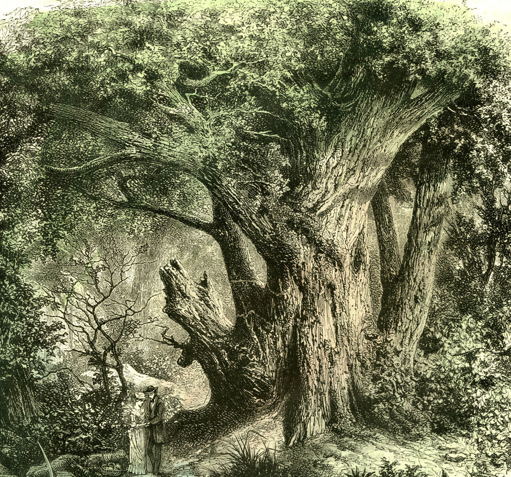 Detail of Woods UK 19th Century by Anonymous