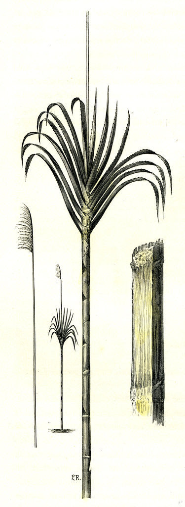 Detail of Gynerium Saccharoides 1869 Peru by Anonymous