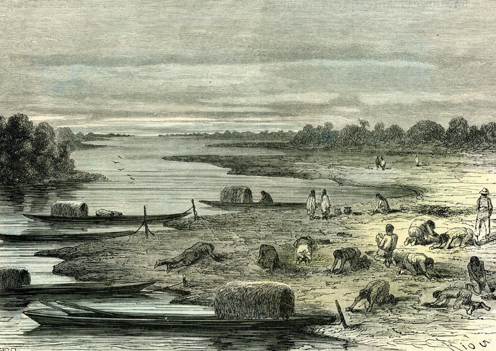 Detail of Searching for Turtle Eggs 1869 Peru by Anonymous