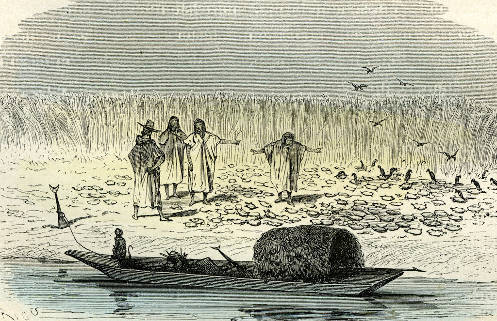 Detail of A Massacre of Turtles 1869 Peru by Anonymous