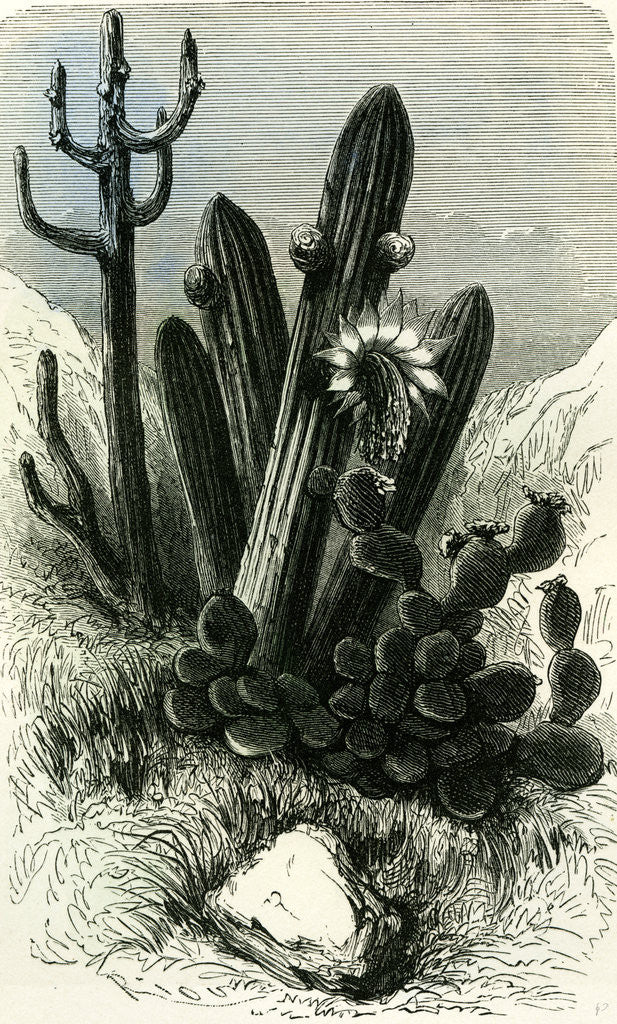 Detail of Cereus Candelaris and Opuntia 1869 Peru by Anonymous