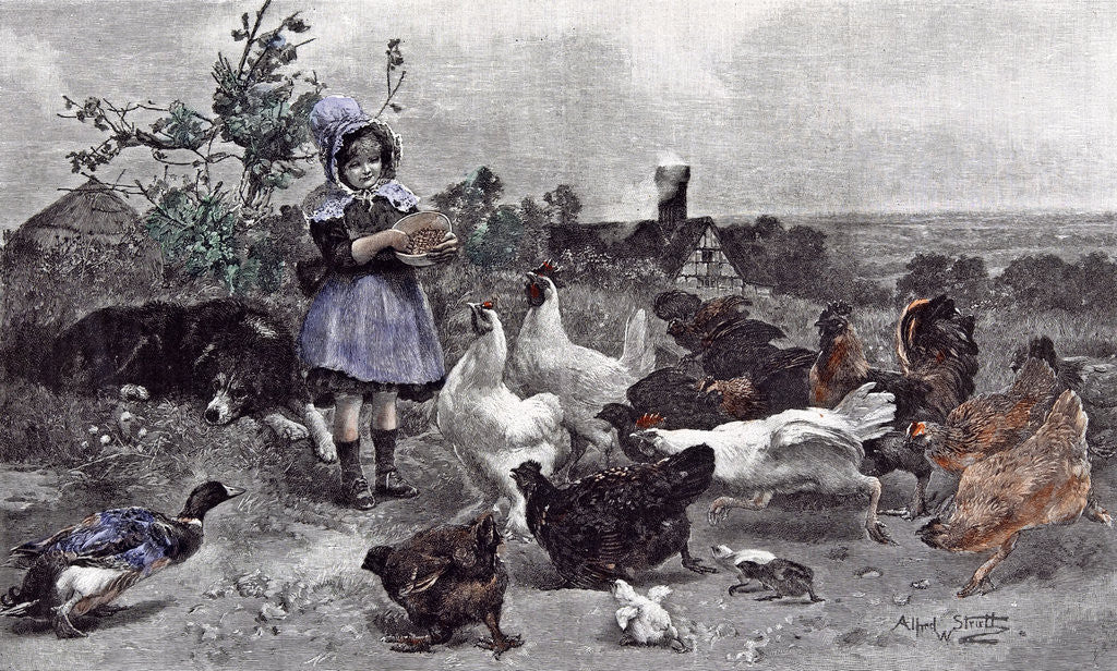 Detail of A Morning Call Chicken A.W. Strutt Child 1891 by Anonymous
