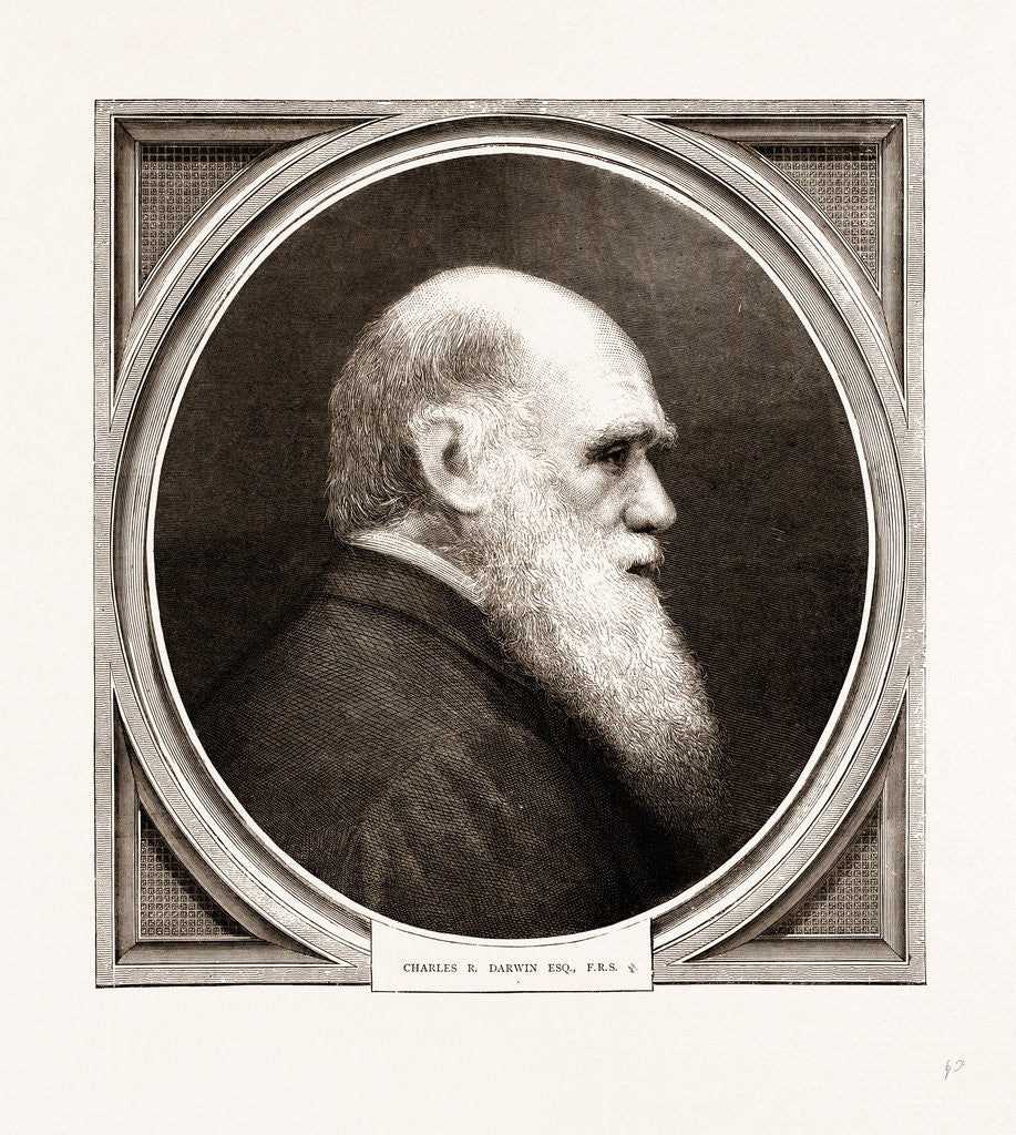 Detail of Charles R. Darwin, Esq. F.r.s. by Anonymous