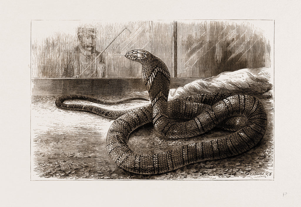 Detail of The New Snake-eating Snake (ophiophagus Elaps) At The Zoological Gardens, London by Anonymous