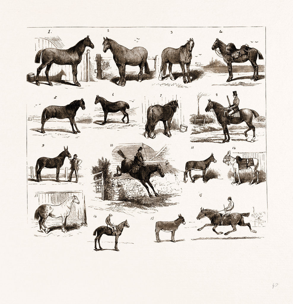 Detail of Horse Show At Manchester, UK by Anonymous