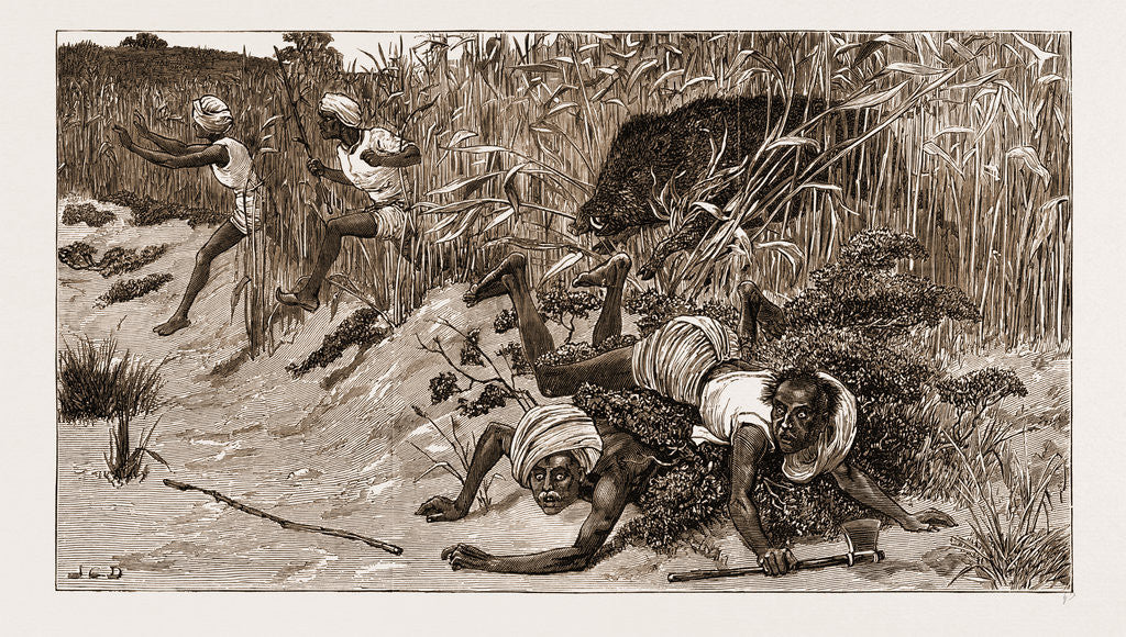 Detail of Boar-hunting In India, 1881: back Through The Beaters by Anonymous