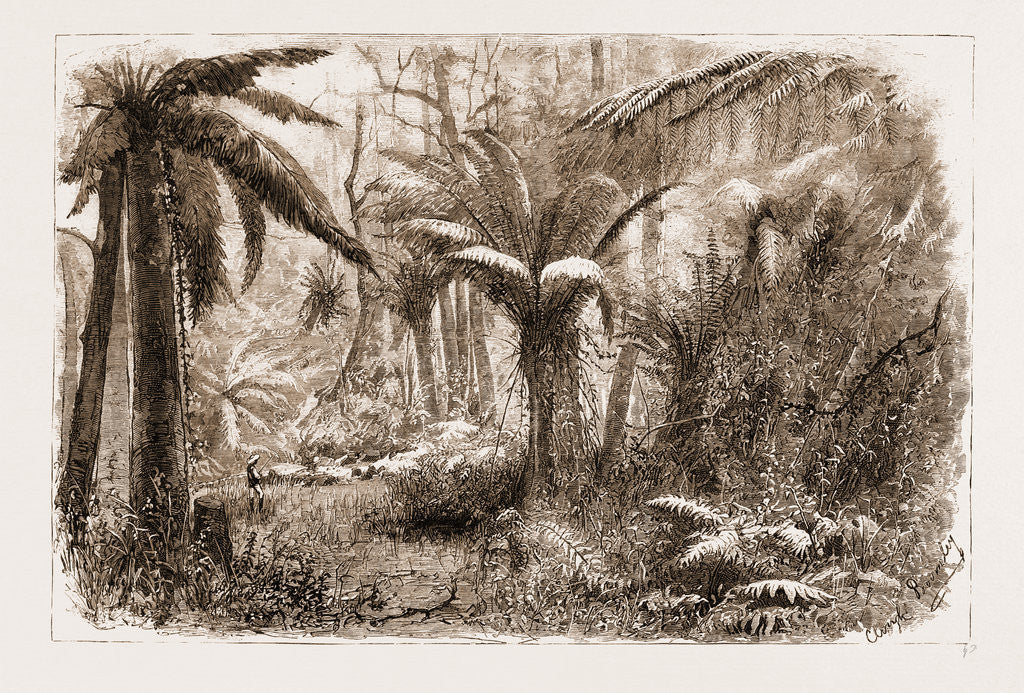 Detail of In The State Forest At Dandenong, Victoria by Anonymous