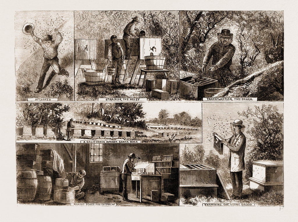 Detail of Bee-keeping In California, U.S.A. by Anonymous