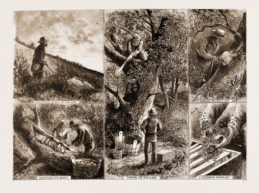 Detail of Bee-keeping In California, U.S.A. by Anonymous