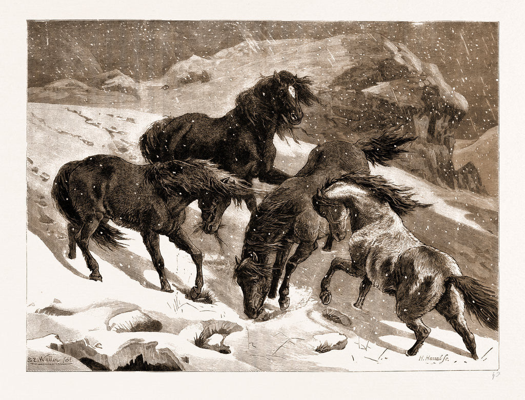 Detail of The Recent Severe Winter: Dartmoor Ponies In Search Of A Feed, UK by Anonymous