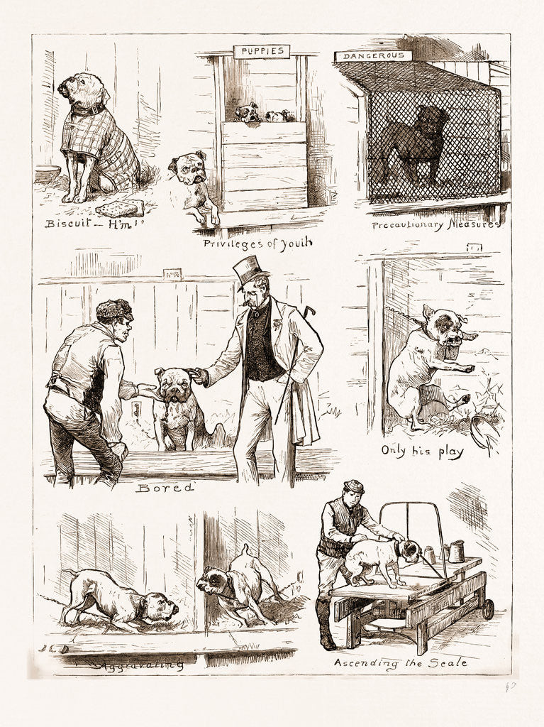 Detail of Notes At The Bulldog Club's Seventh Grand Show, 1881 by Anonymous