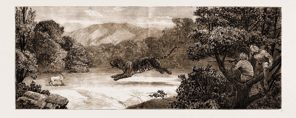 Detail of Sport In Kashmir: Tiger Shooting From A machan by Anonymous