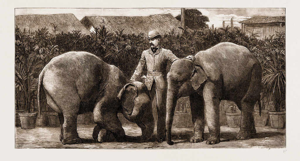 Detail of Burmese Elephants Born In Captivity, 1881 by Anonymous