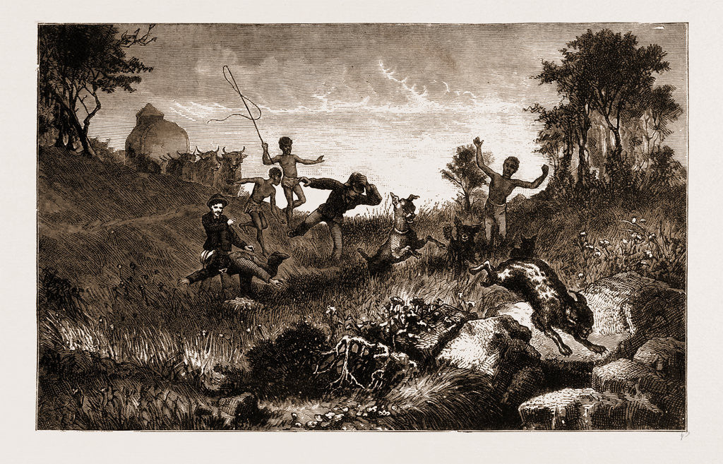 Detail of The African Lynx by Anonymous