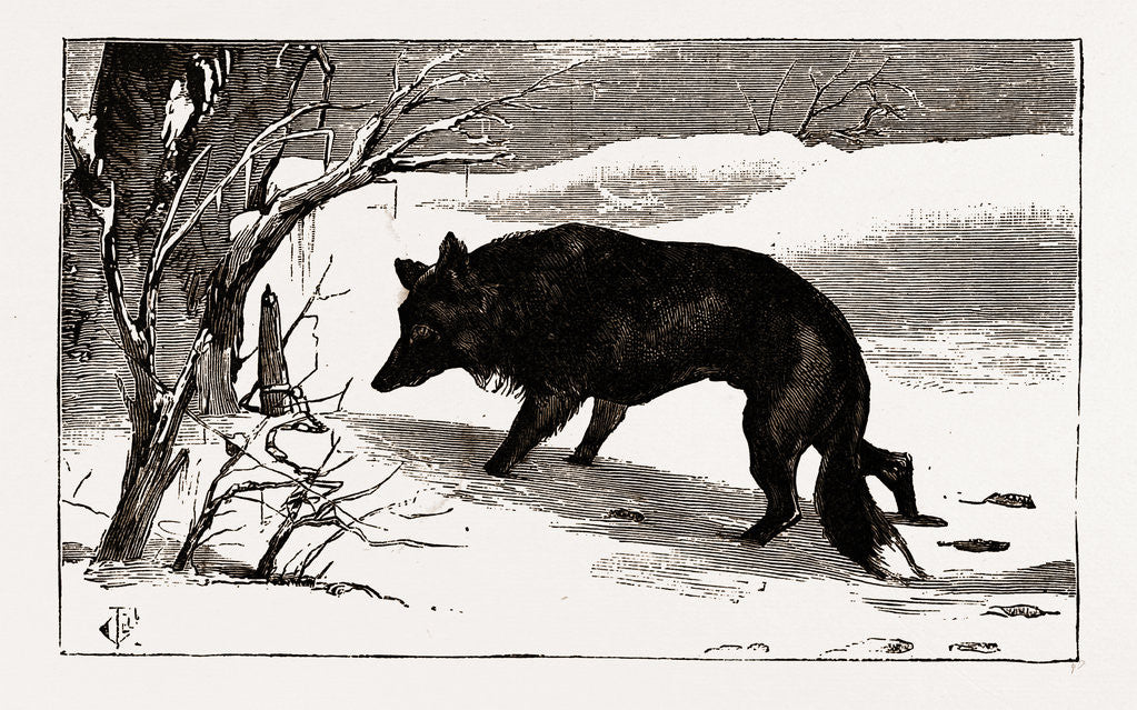 Detail of British Columbia, A Province Located On the West Coast of Canada, Dog in the Snow by Anonymous
