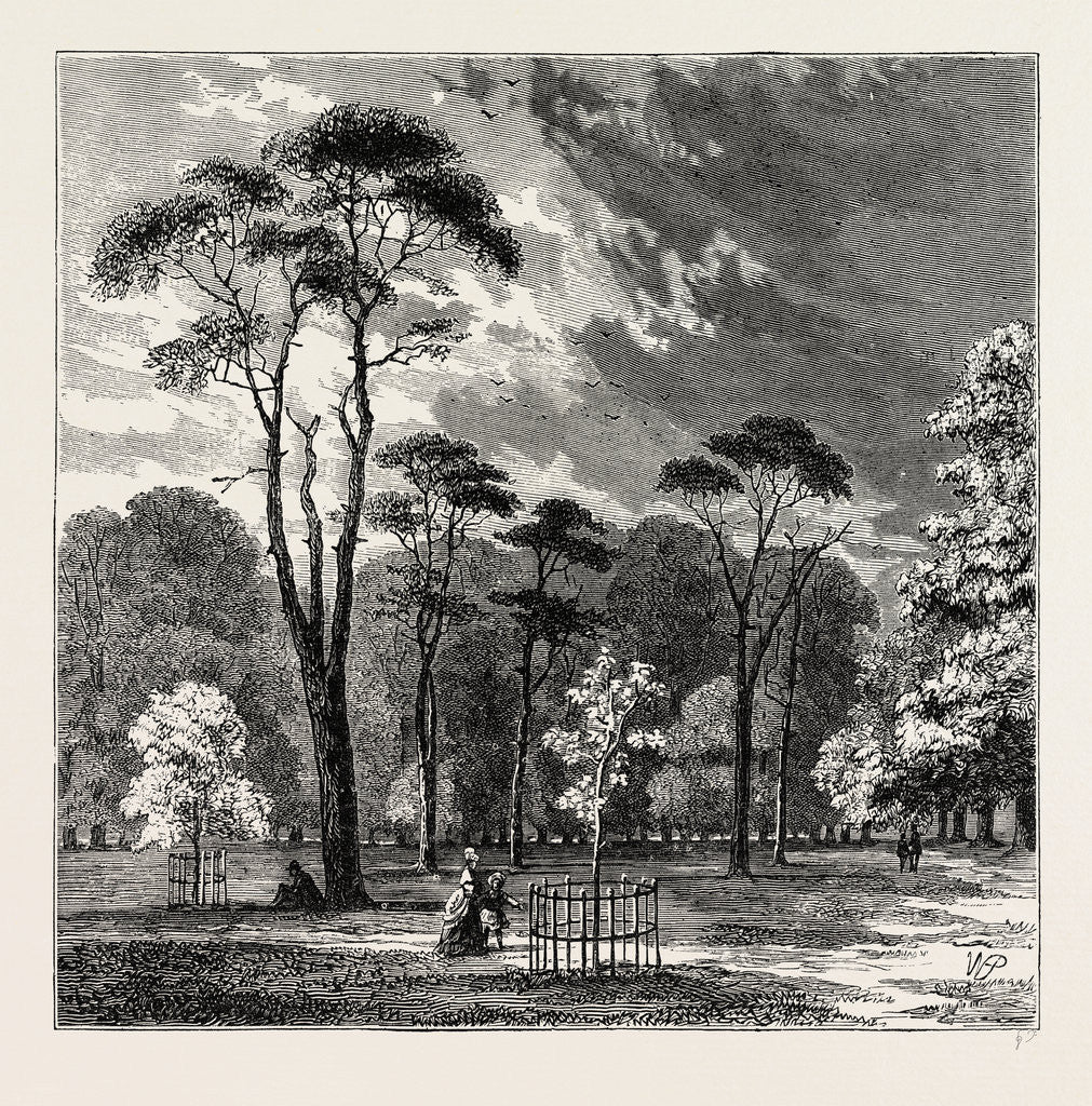 Detail of The Scotch Firs, Kensington Gardens by Anonymous