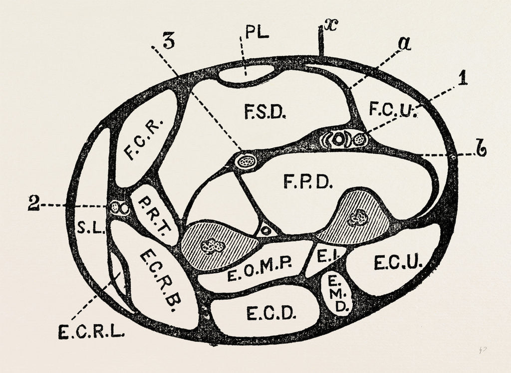 Detail of Section of the forearm by Anonymous