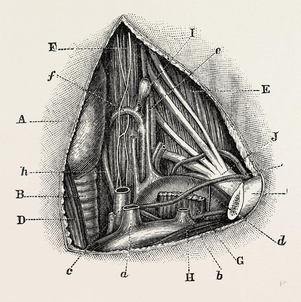 Detail of Anatomy of the vertebral and inferior by Anonymous
