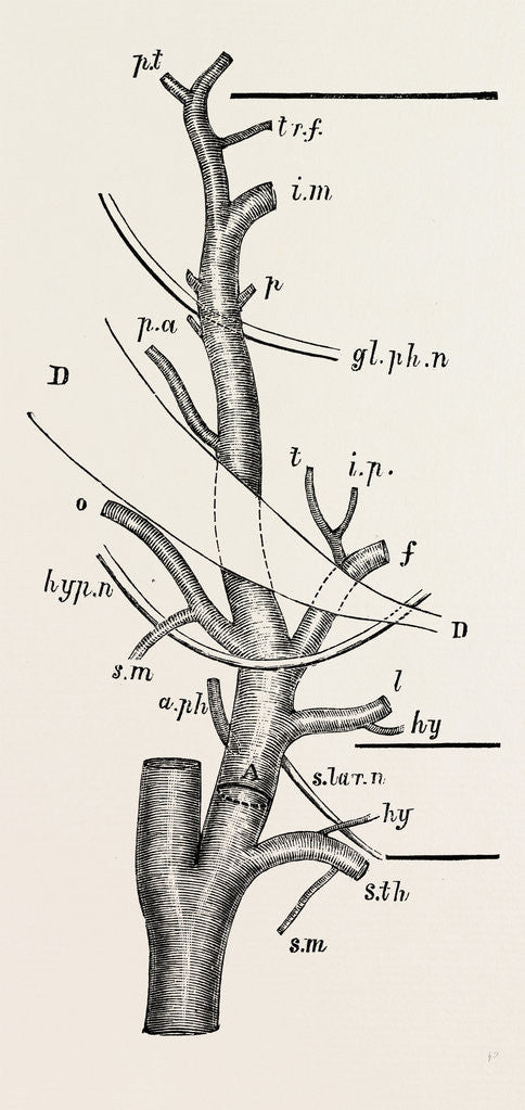 Detail of External carotid artery; natural size by Anonymous